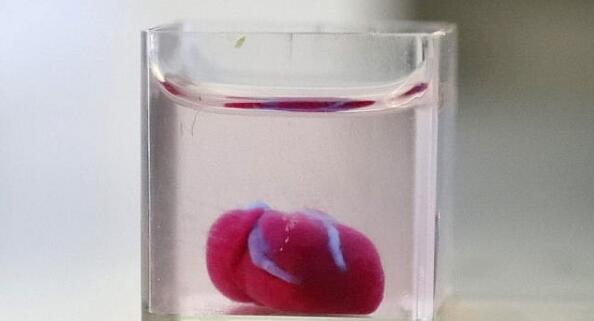3D printed heart with human tissue